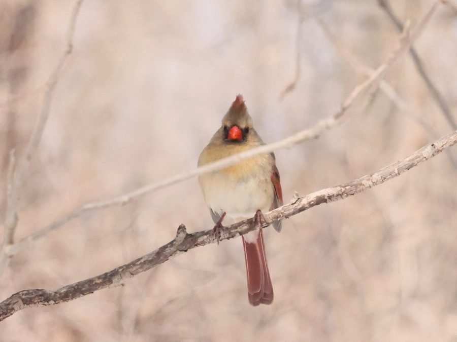 A female northern cardinal perched on a snowy branch