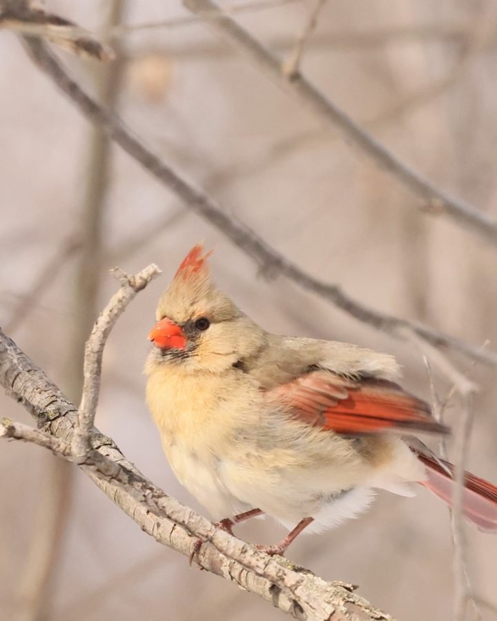 A female northern cardinal looking back over her shoulder