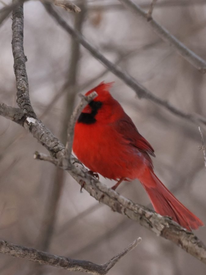 A bright red male northern cardinal