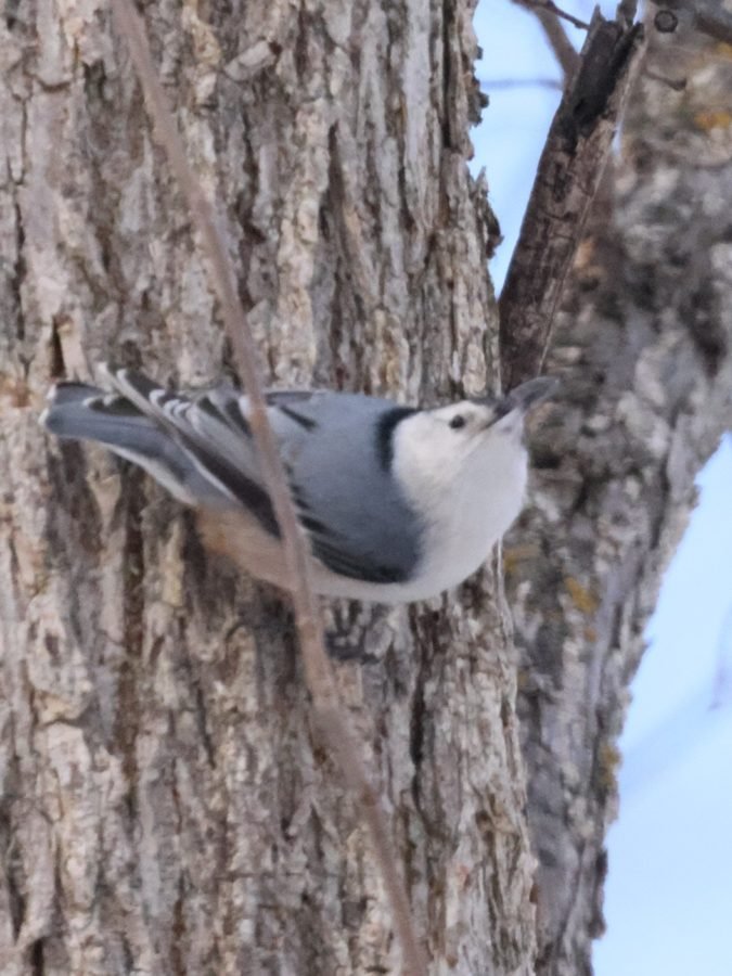 A white-breasted nuthatch pausing to look up