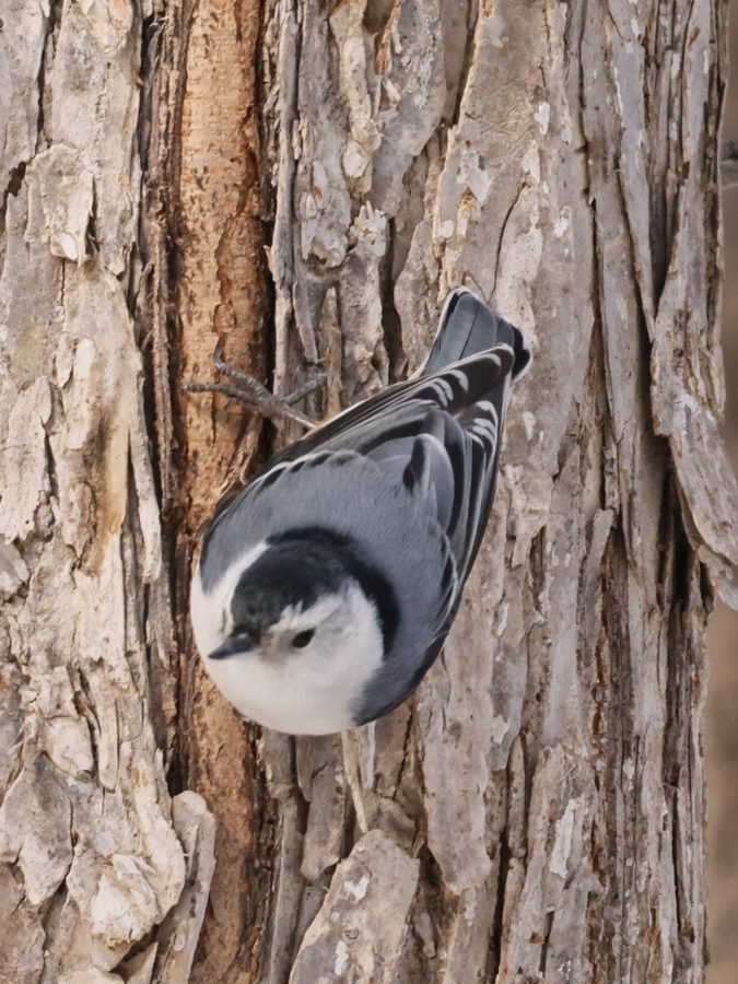 A white-breasted nuthatch working its way down a tree trunk
