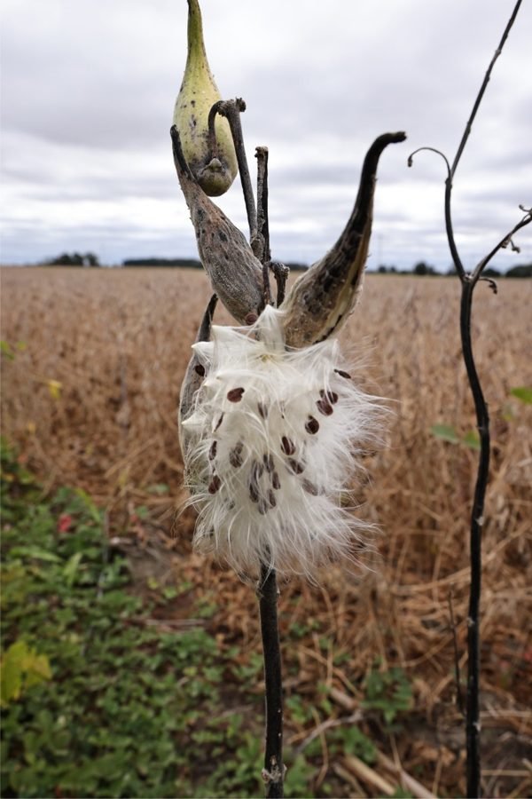 Milkweed pods opening in a Michigan field